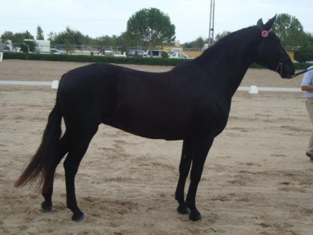 CARDINA; Pura Raza Mallorquina